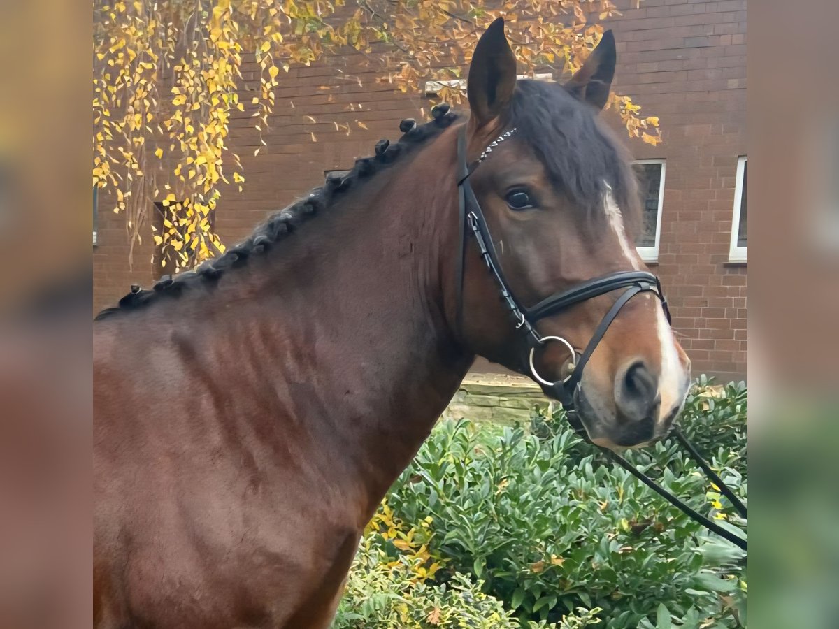 Other Breeds Gelding 5 years 15,1 hh Brown in Hopsten