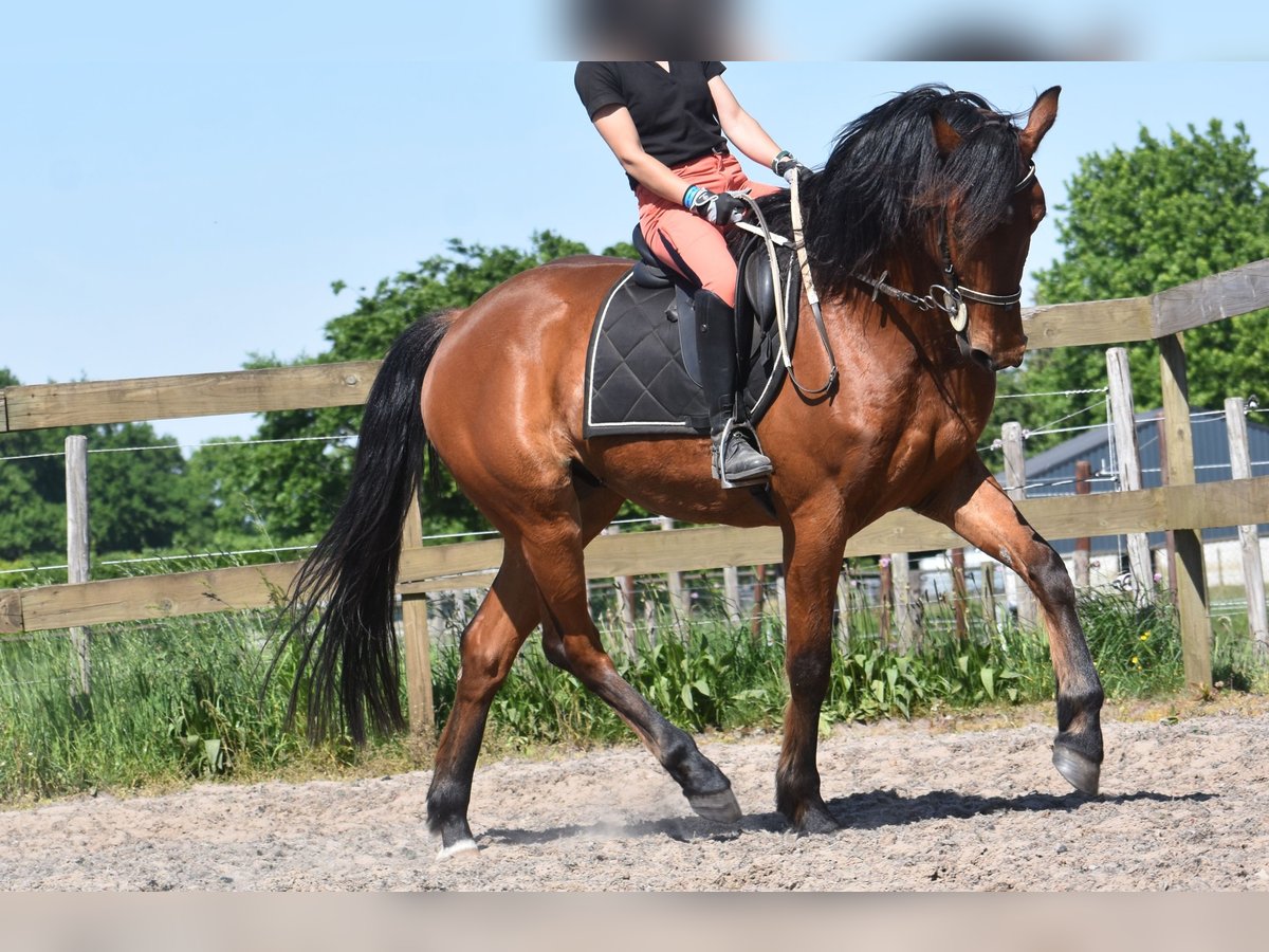 Other Breeds Gelding 5 years 15,1 hh Brown in Achtmaal