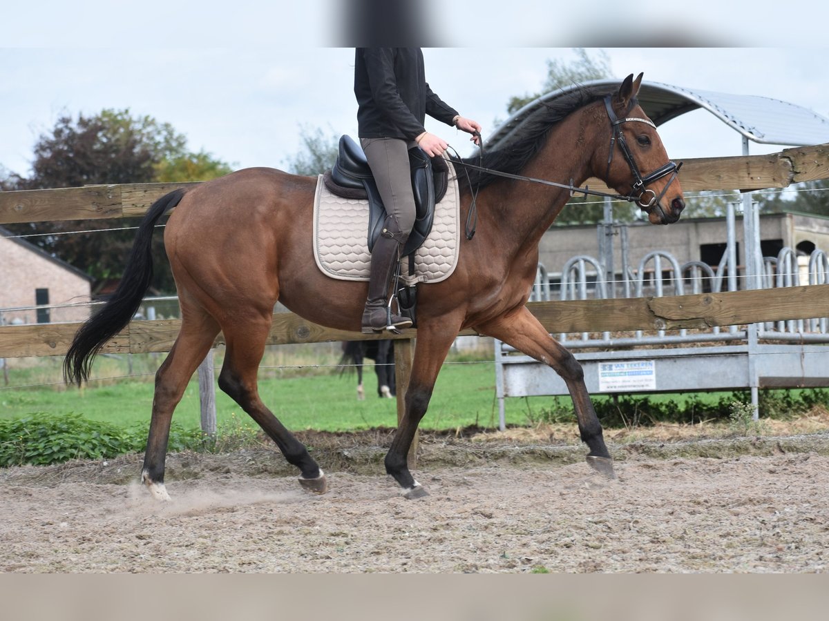 Other Breeds Gelding 5 years 15,2 hh Brown in Achtmaal