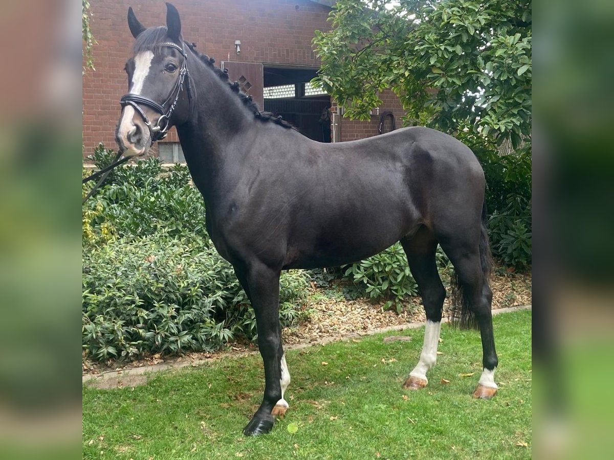 Other Breeds Gelding 5 years 16 hh Black in Hopsten