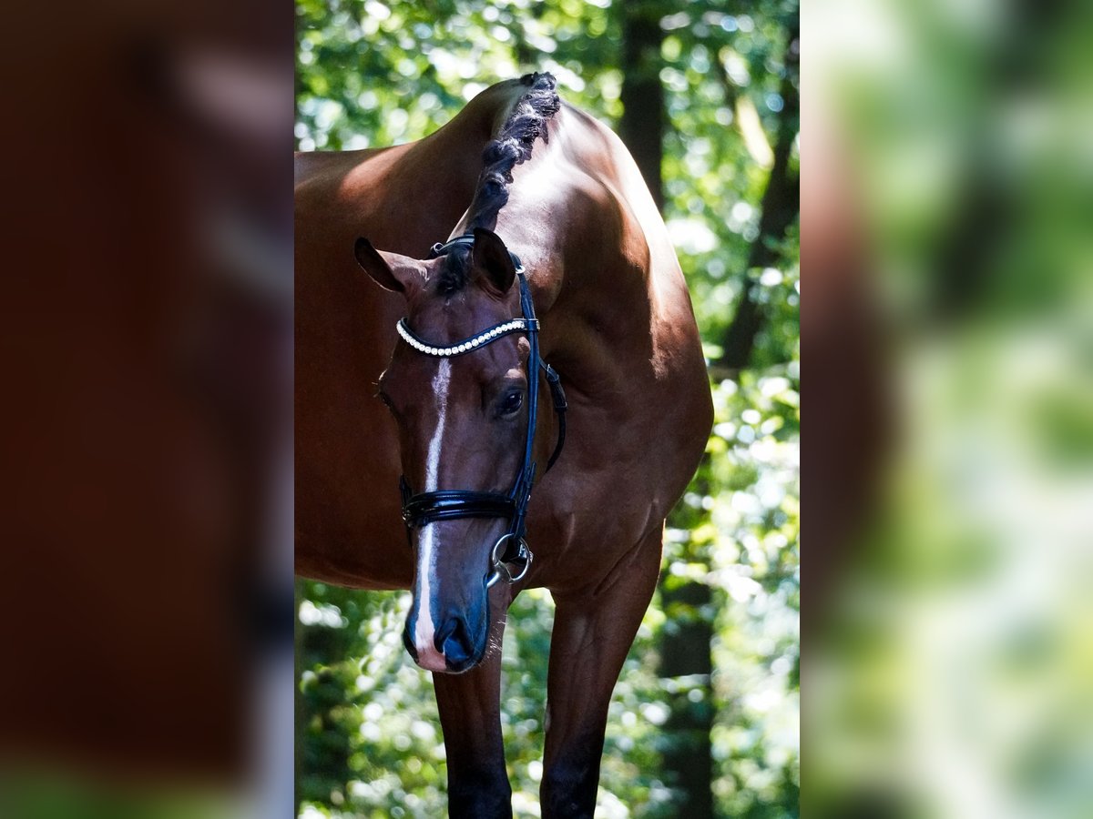 Other Breeds Gelding 5 years 16,1 hh Brown in Nettersheim