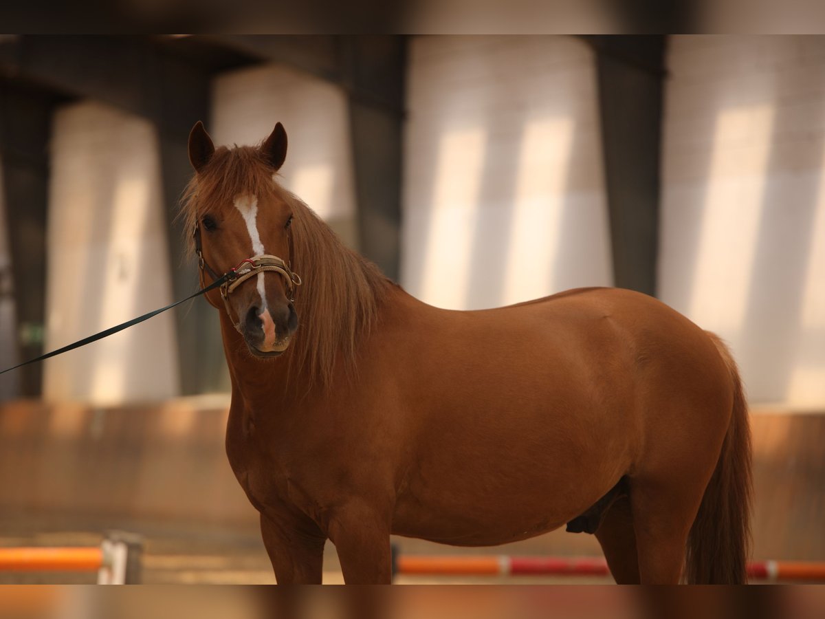 Other Breeds Mix Gelding 5 years Chestnut-Red in Schönebeck (Elbe)