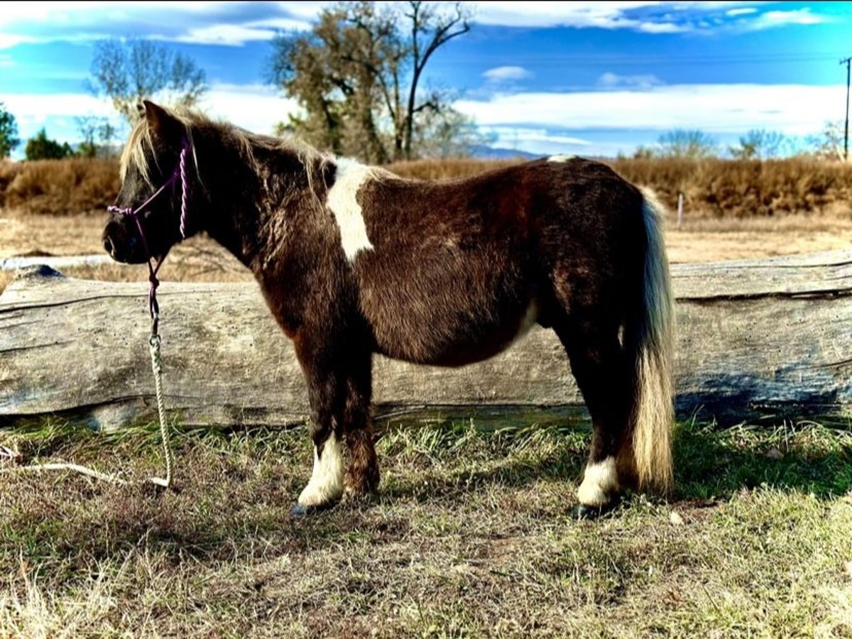 Other Breeds Gelding 6 years 10 hh Pinto in Fort Collins