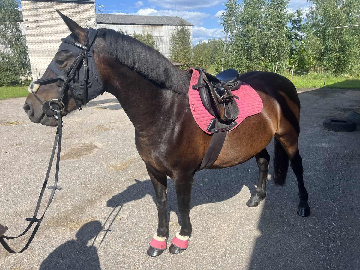 Other Breeds Gelding 6 years 13,1 hh Bay-Dark in Rumbula