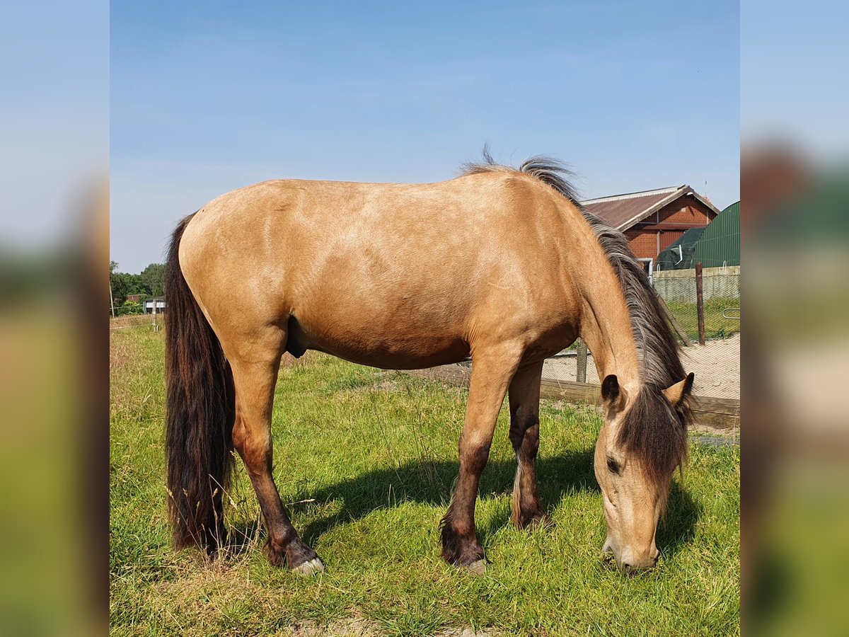 Other Breeds Mix Gelding 6 years 13,3 hh Buckskin in Geldern