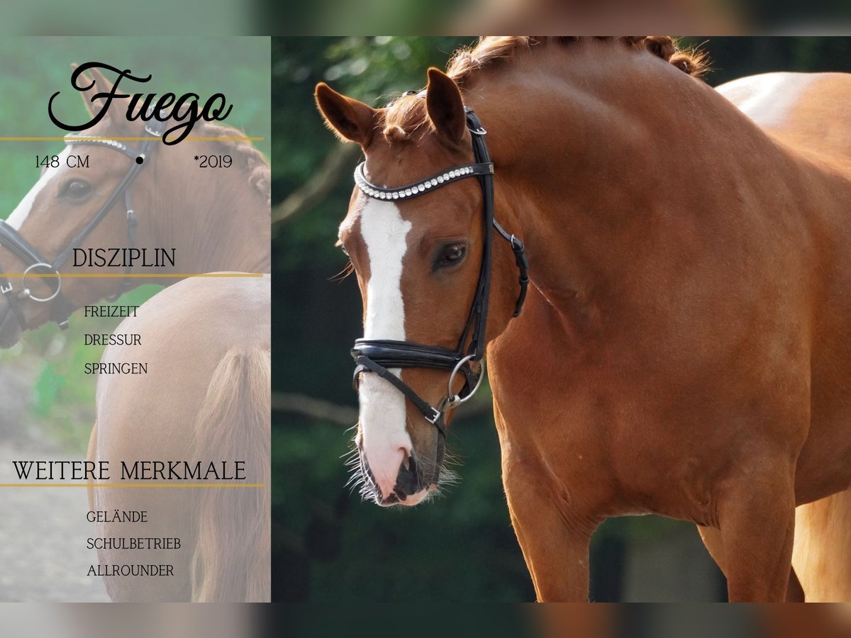 Other Breeds Gelding 6 years 14,2 hh Chestnut-Red in Nettersheim