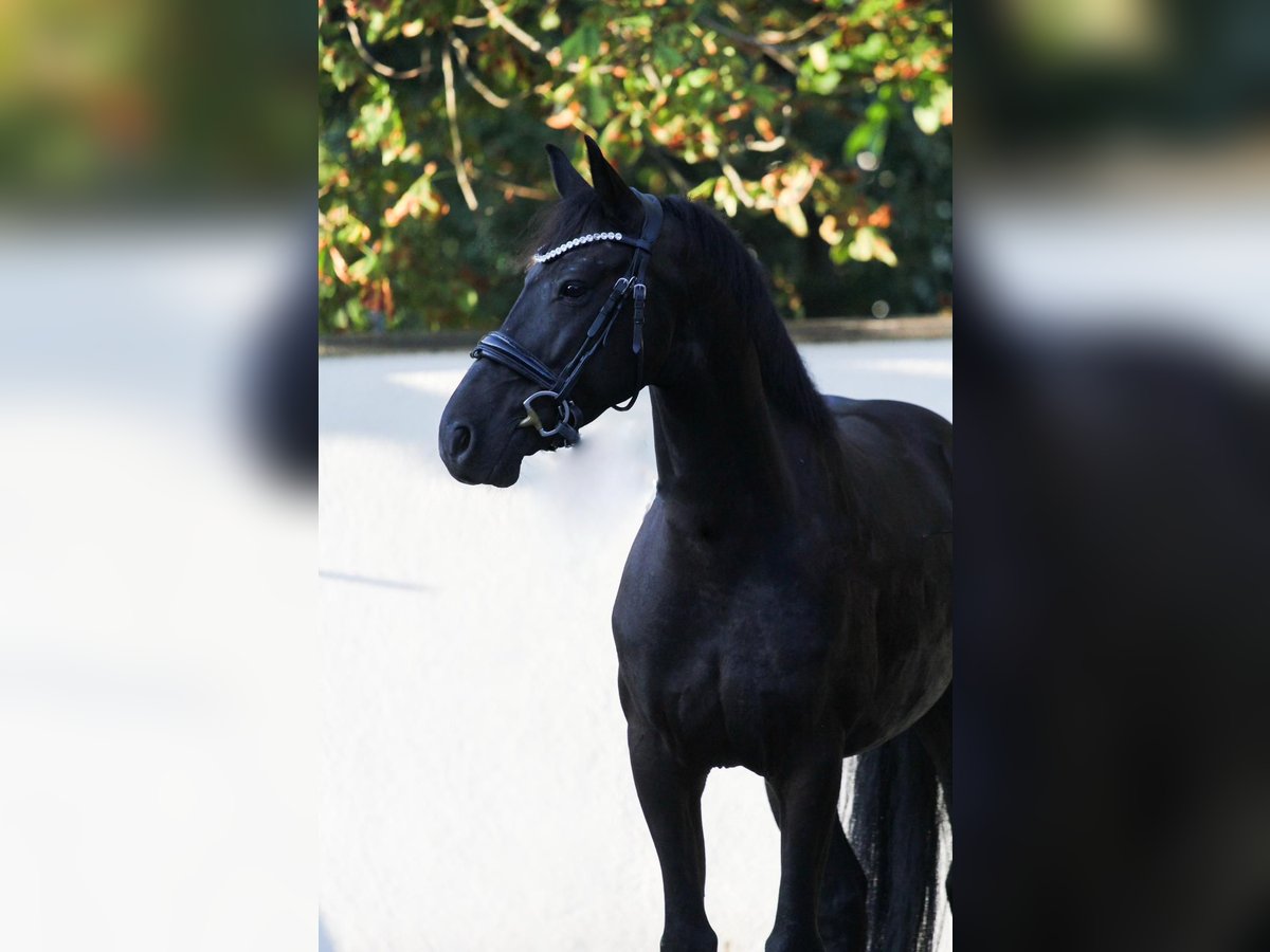 Other Breeds Gelding 6 years 15,1 hh Black in Schwäbisch Gmünd