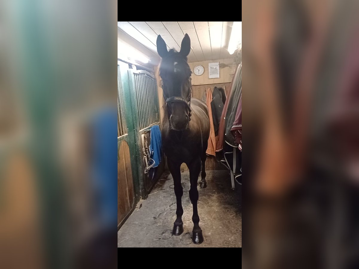 Other Breeds Gelding 6 years 15,1 hh Black in Schleißheim bei Wels