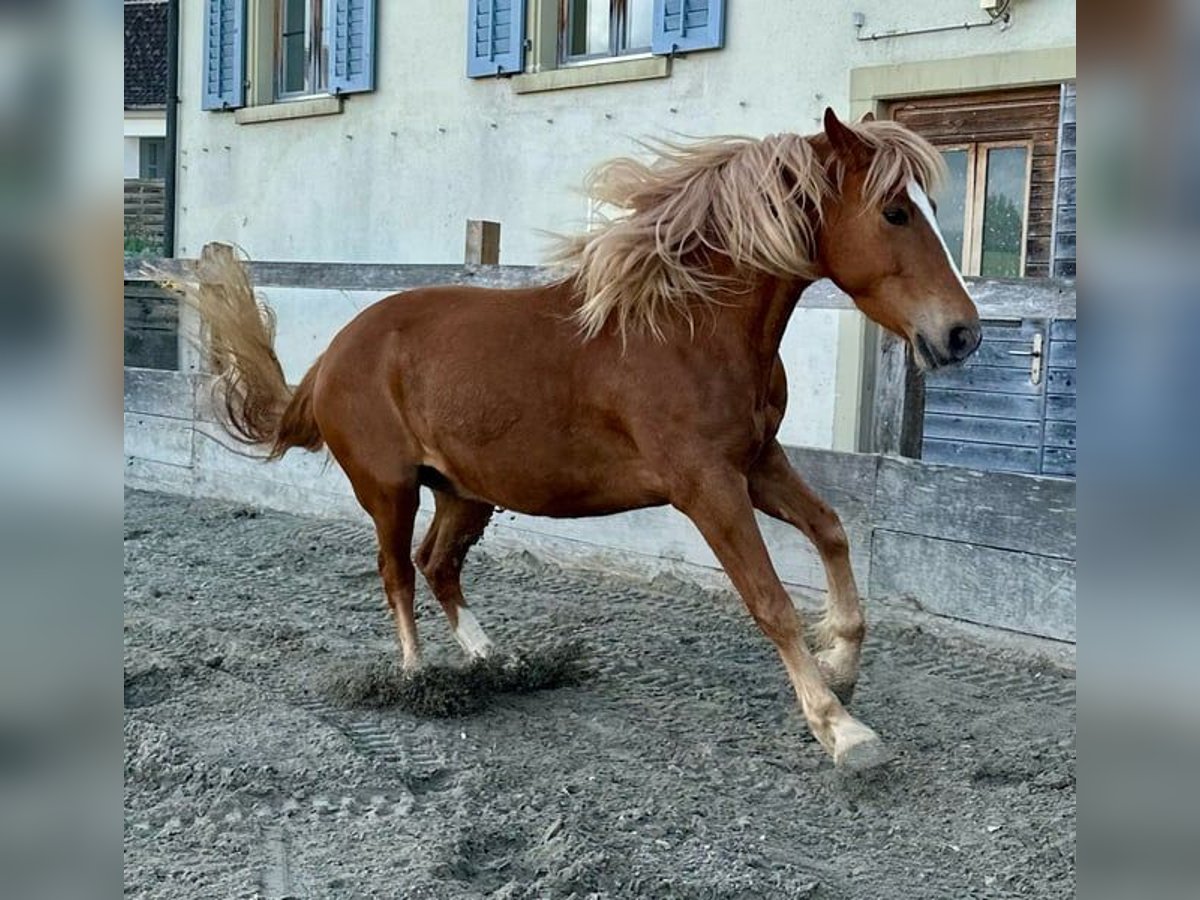 Other Breeds Mix Gelding 6 years 15,1 hh Chestnut-Red in Ottikon (Gossau ZH)