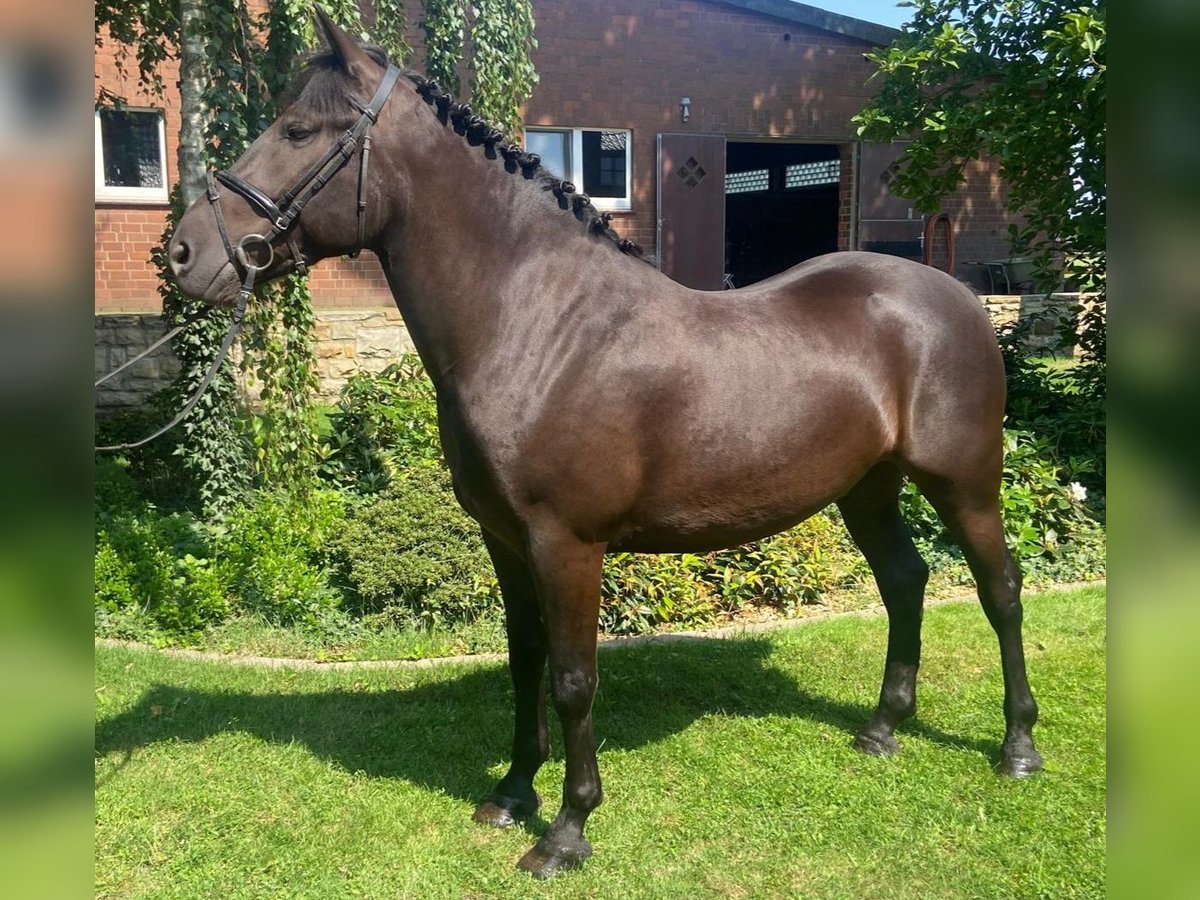 Other Breeds Gelding 6 years 15,2 hh Black in Hopsten