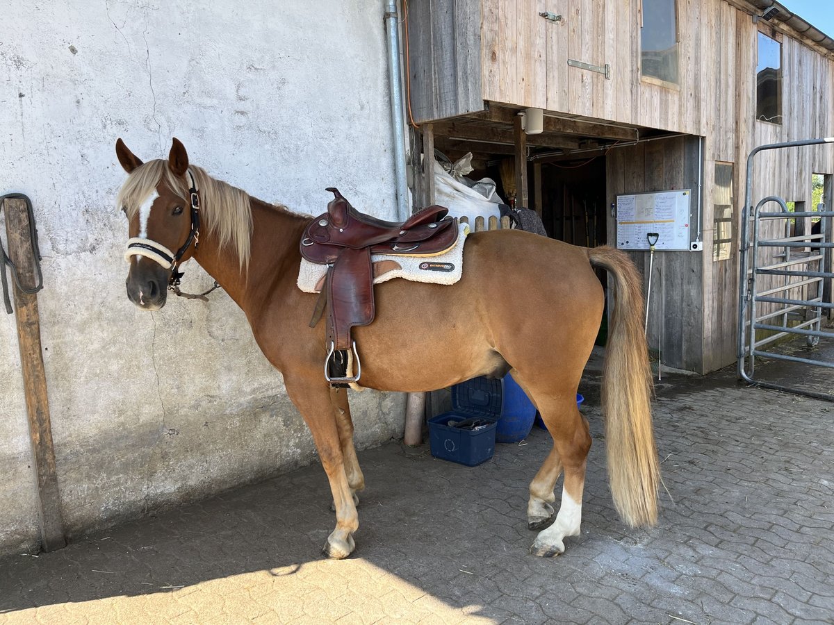 Other Breeds Mix Gelding 6 years 15,2 hh Chestnut-Red in Ottikon (Gossau ZH)