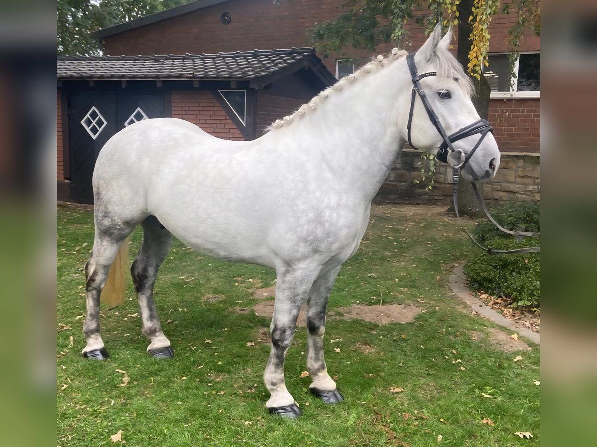Other Breeds Gelding 6 years 15,1 hh Grey in Hopsten