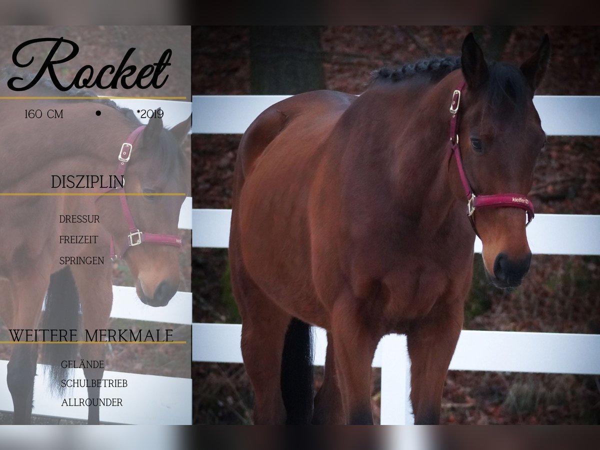 Other Breeds Gelding 6 years 15,2 hh Brown in Nettersheim