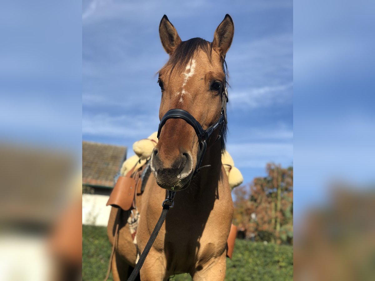 Other Breeds Mix Gelding 6 years 15,2 hh Dun in Sonneborn