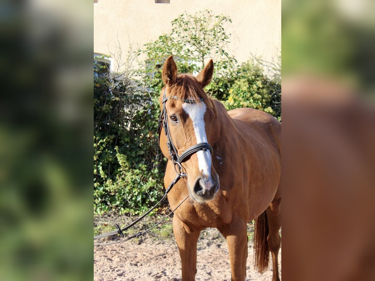 Other Breeds Gelding 6 years 16,1 hh Chestnut-Red in Sonnefeld