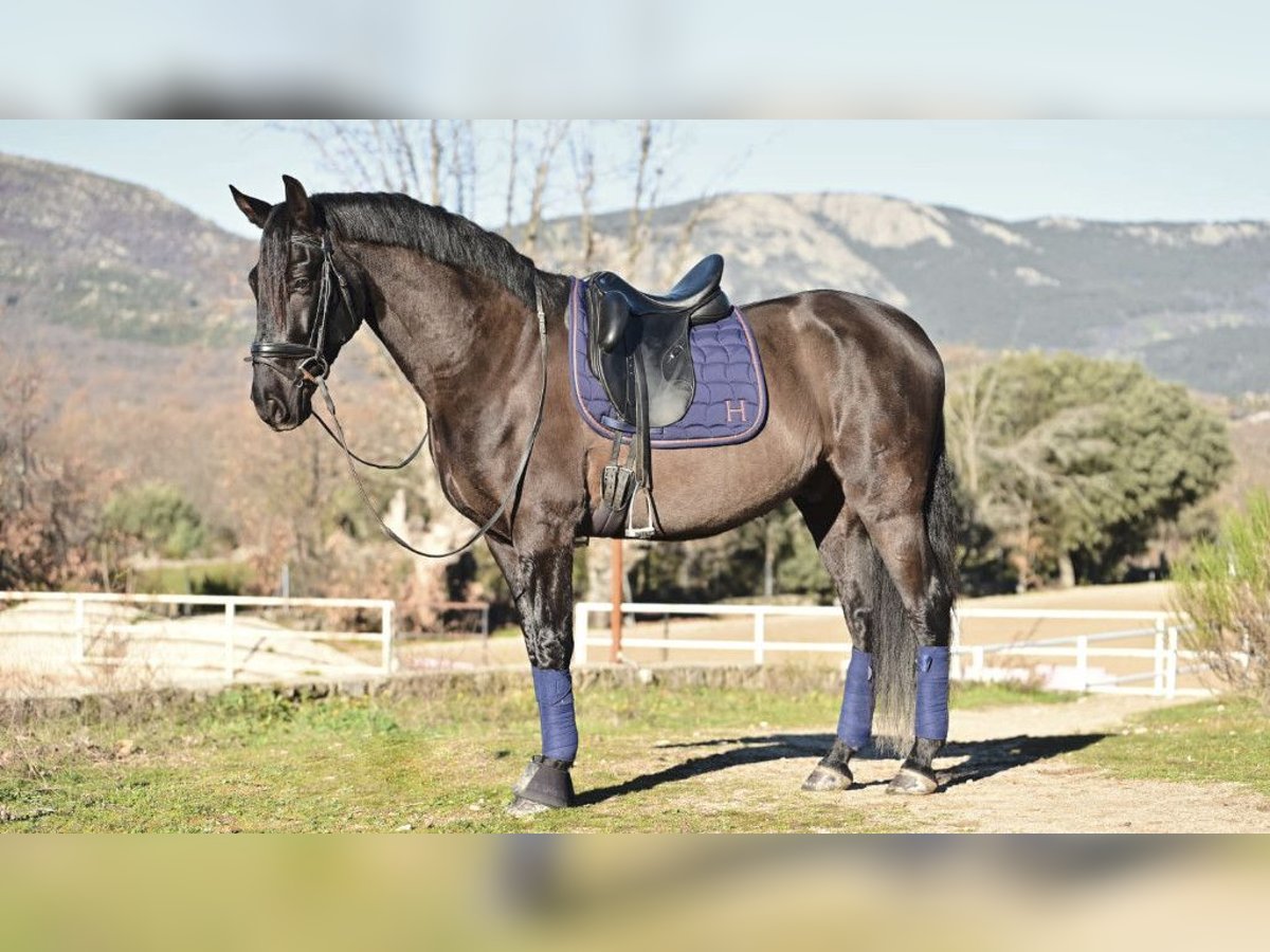 Other Breeds Gelding 6 years 16 hh Black in NAVAS DEL MADRONO