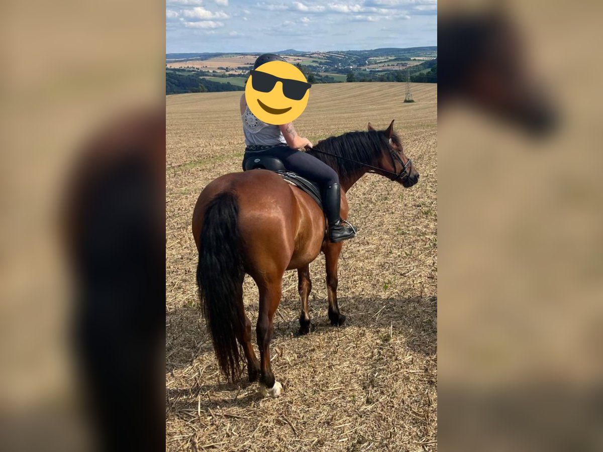 Other Breeds Mix Gelding 6 years 16 hh Brown in Gelenau/Erzgebirge