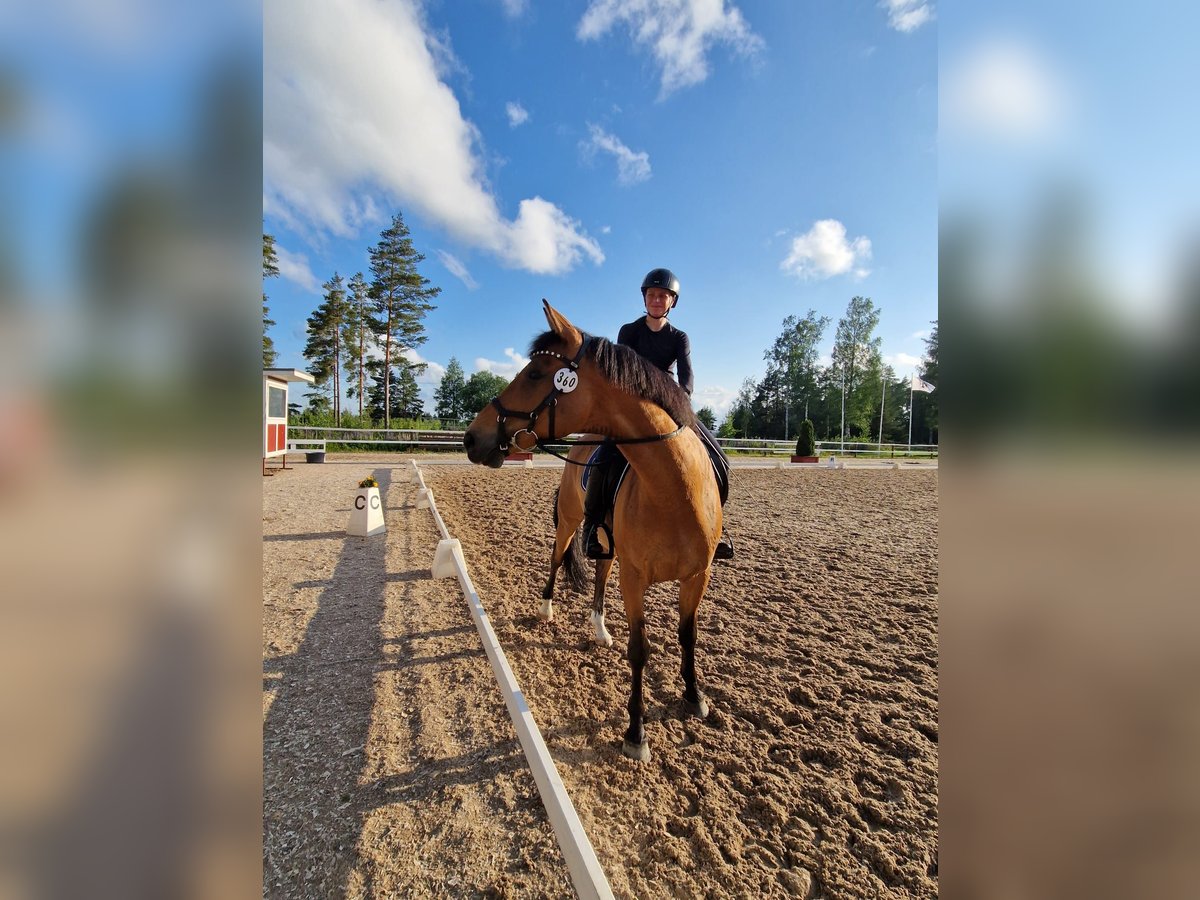 Other Breeds Gelding 6 years 16 hh in Helsinki Other Breeds Gelding 6 years 16 hh in Helsinki