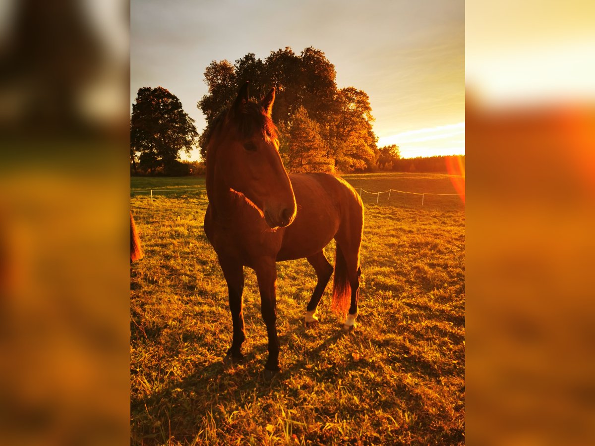 Other Breeds Mix Gelding 6 years Bay in Zarasai Other Breeds Mix Gelding 6 years Bay in Zarasai