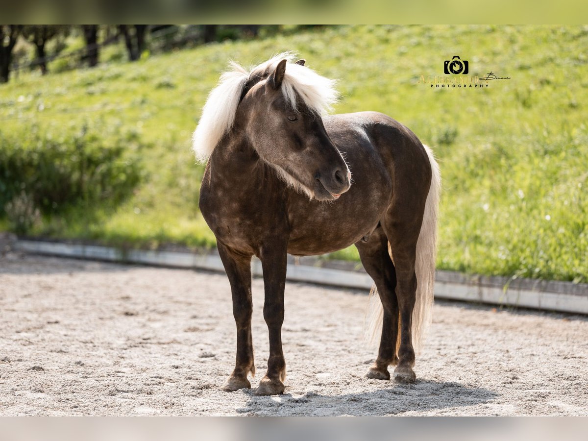 Other Breeds Mix Gelding 7 years 11,1 hh in Bad Feilnbach