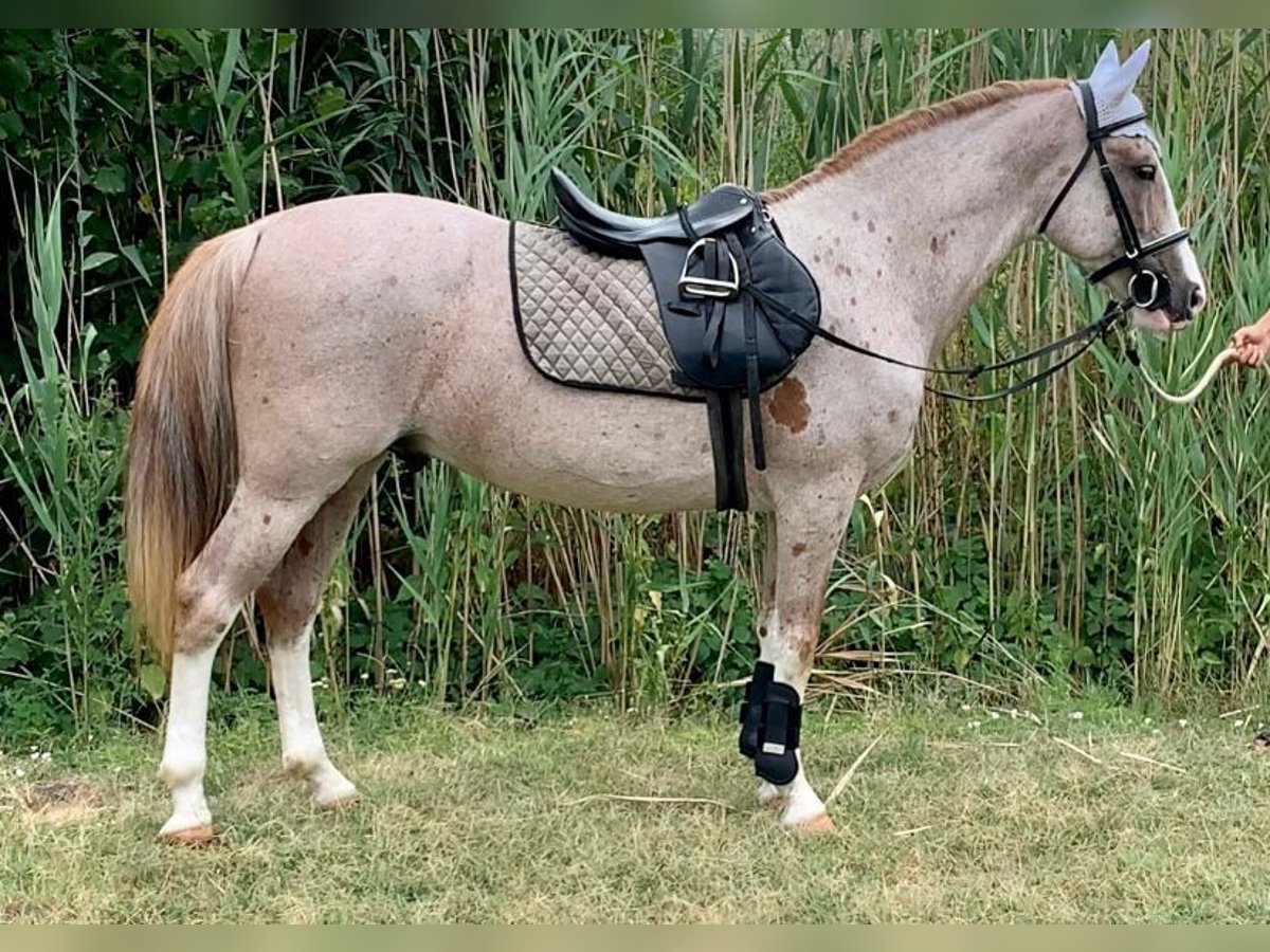 Other Breeds Mix Gelding 7 years 14,3 hh Roan-Red in Scheibenberg