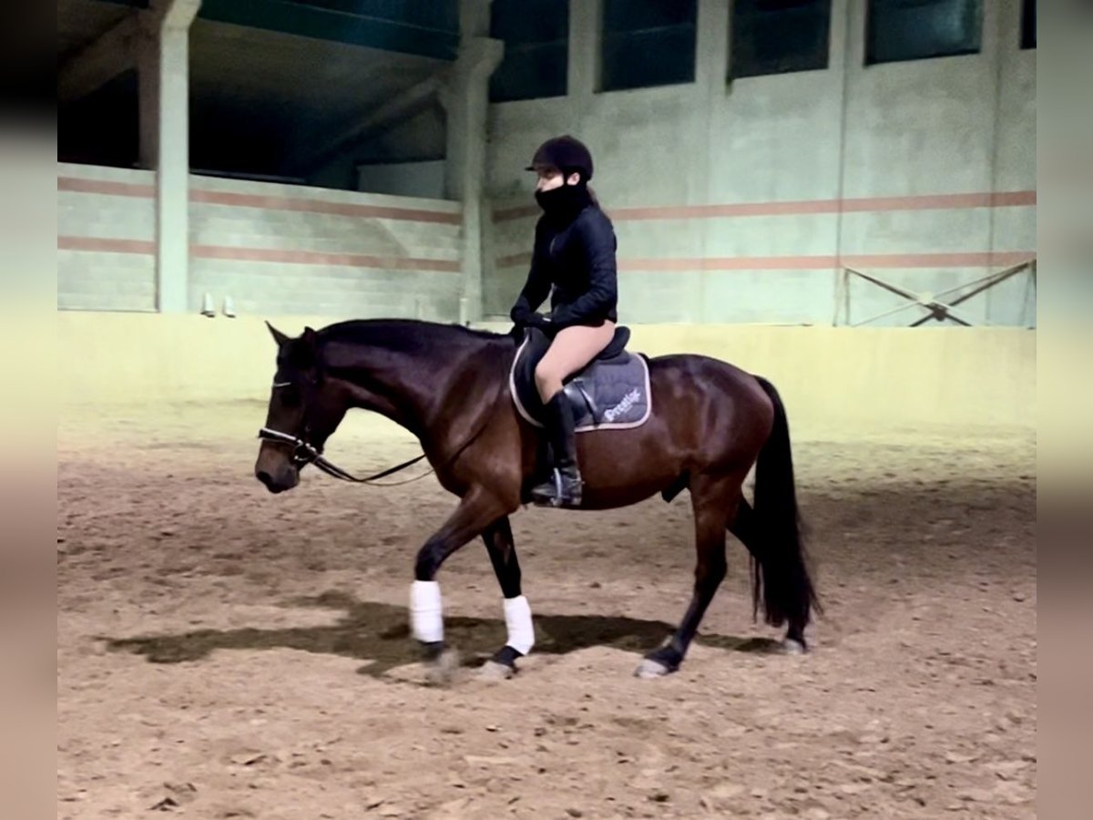 Other Breeds Mix Gelding 7 years 14 hh Bay-Dark in Selvazzano Dentro