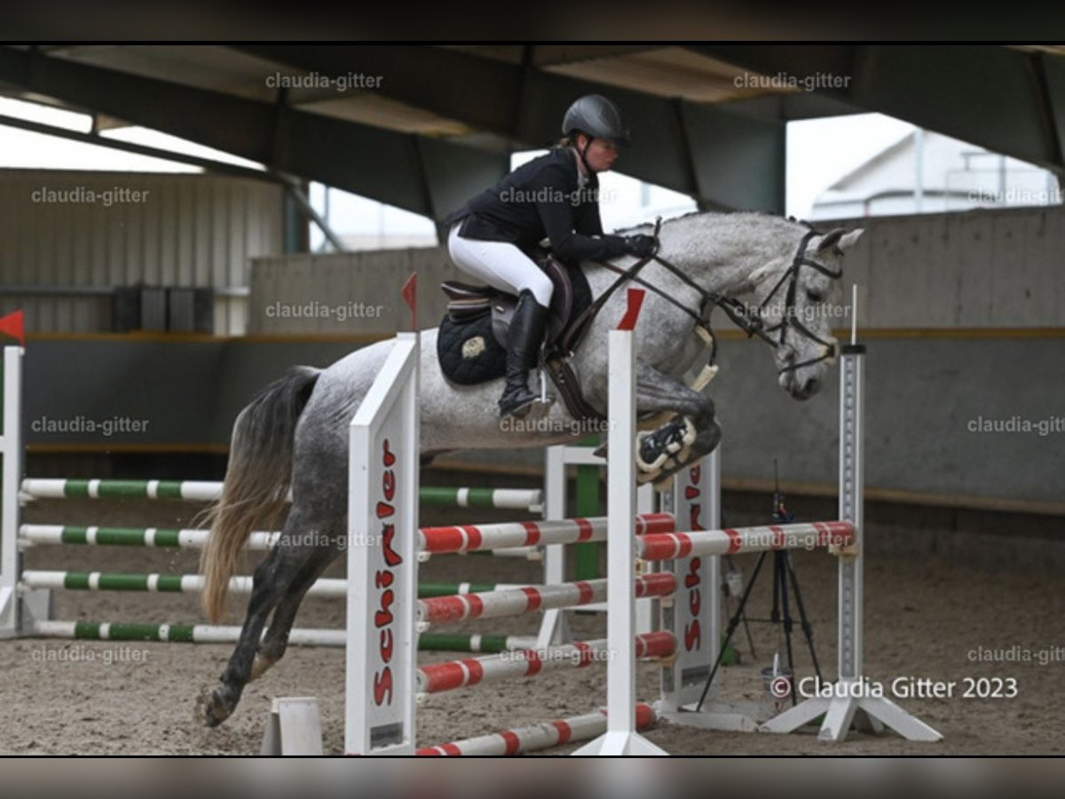 Other Breeds Mix Gelding 7 years 15,2 hh Gray in Karsbach
