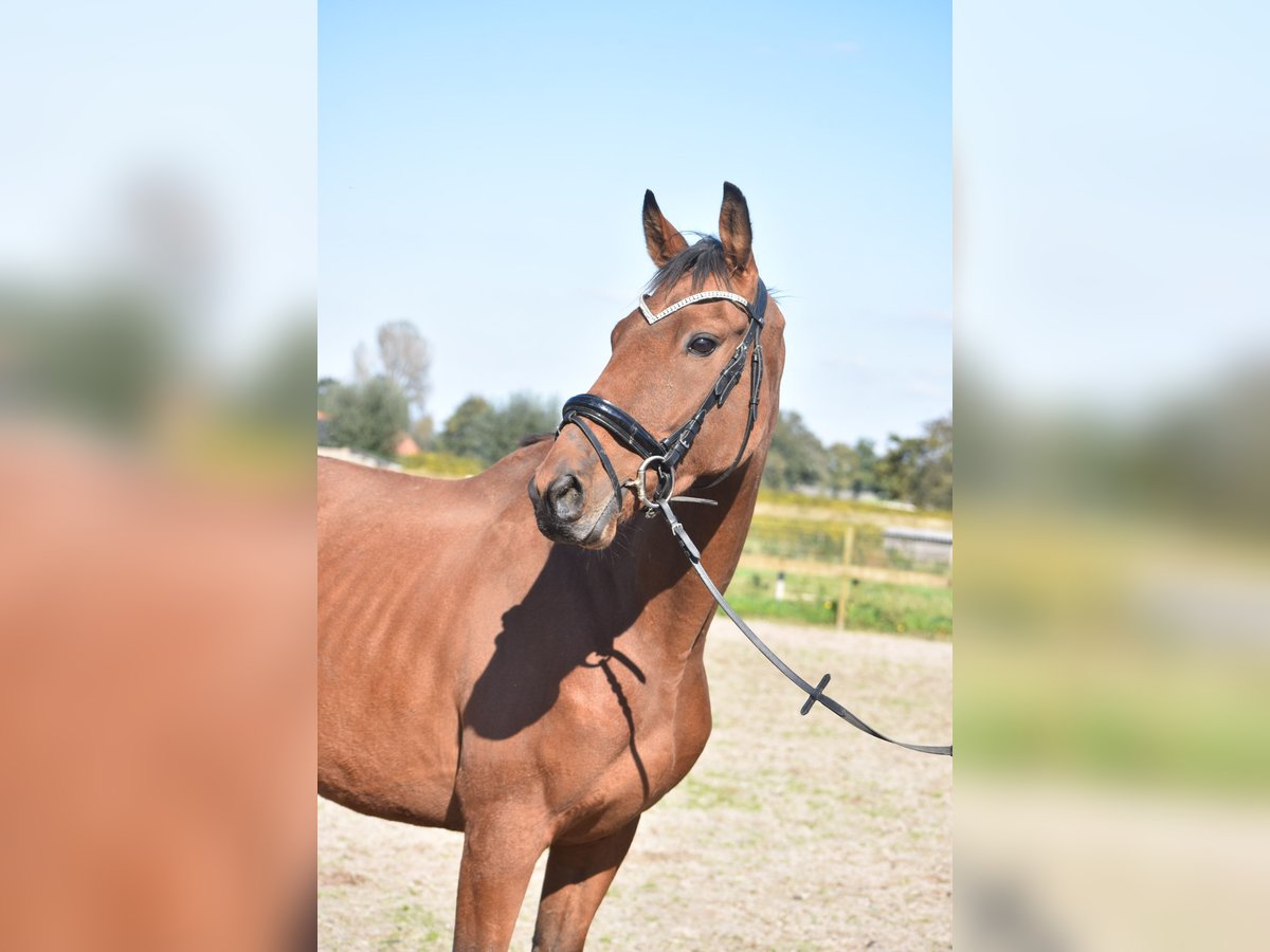 Other Breeds Gelding 7 years 16 hh Bay in Achtmaal