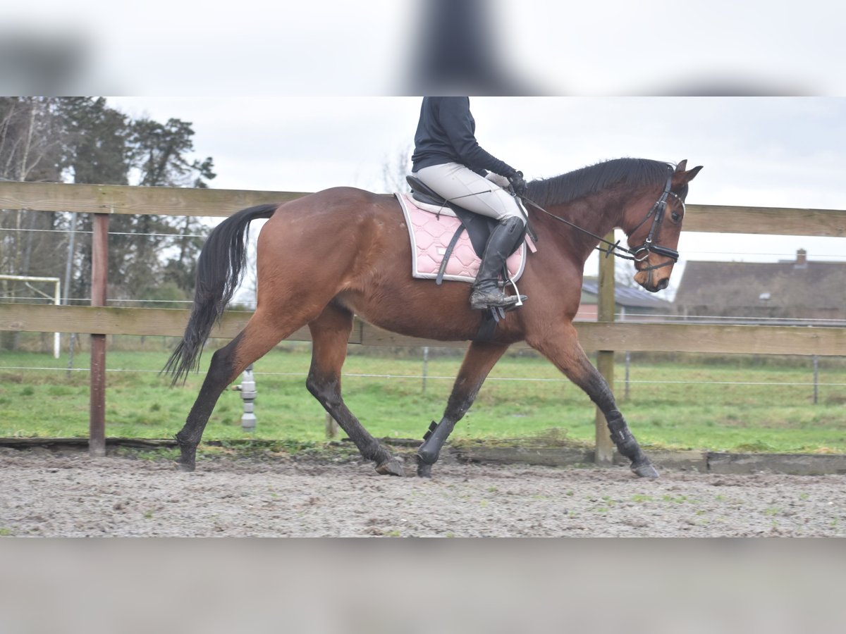 Other Breeds Gelding 7 years 16 hh Brown in Achtmaal