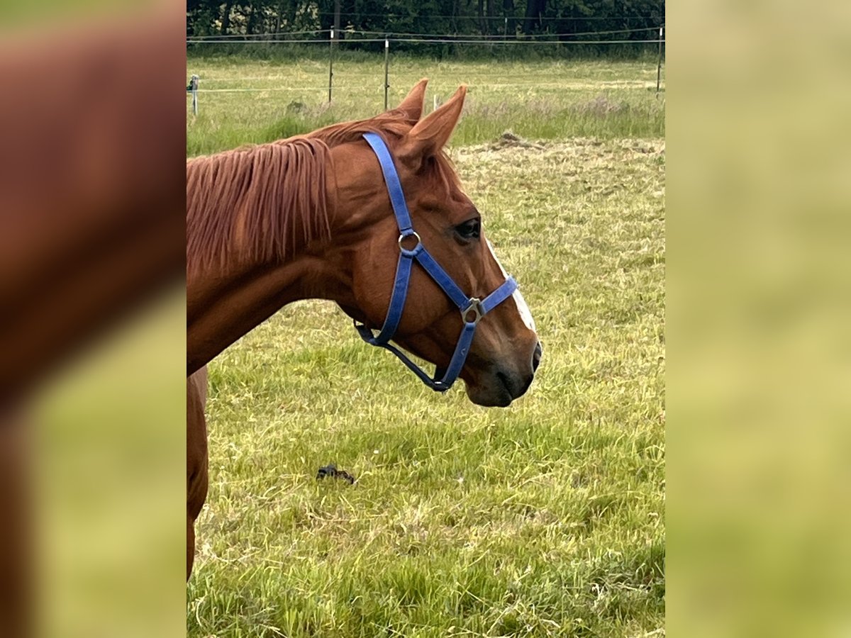 Other Breeds Gelding 7 years 16,1 hh Chestnut-Red in Sonnefeld