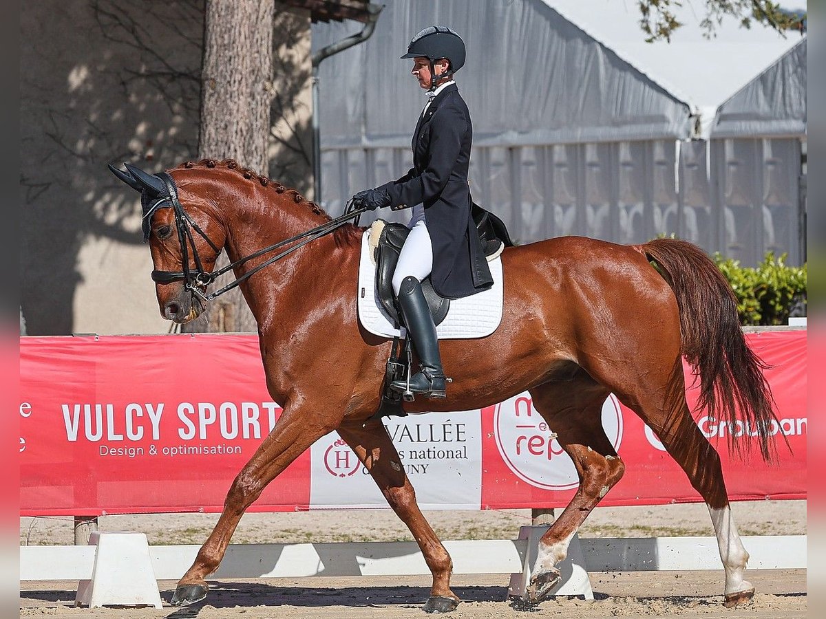 Other Breeds Gelding 7 years 17 hh Chestnut-Red in RANCE