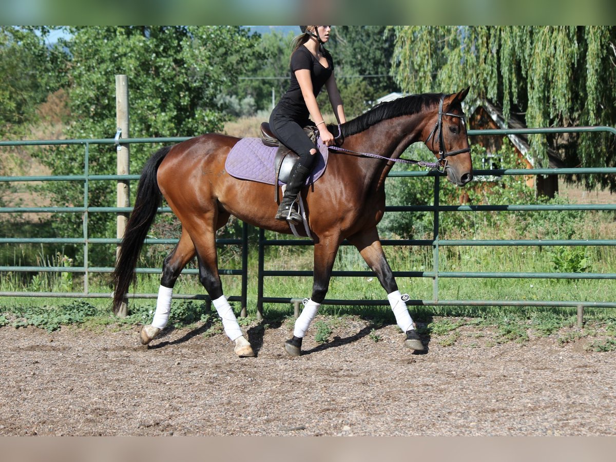Other Breeds Gelding 7 years Bay in Fort Collins