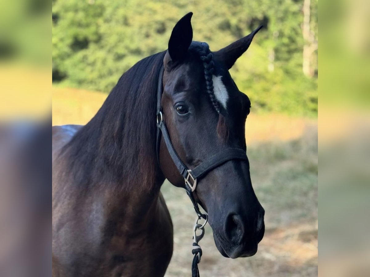 Other Breeds Gelding 8 years 11,1 hh Smoky-Black in Pau