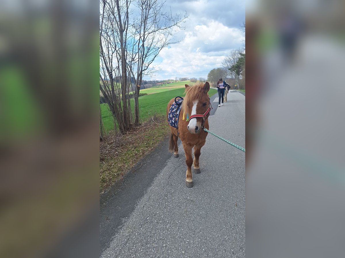 Other Breeds Gelding 8 years 11,2 hh Chestnut-Red in Krumbach