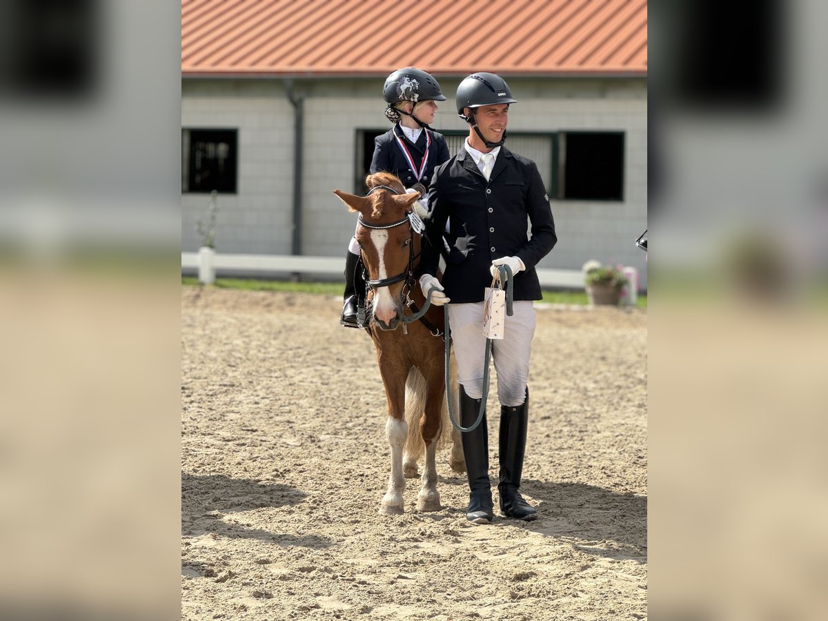 Other Breeds Mix Gelding 8 years 12,1 hh Pinto in Werder/Havel