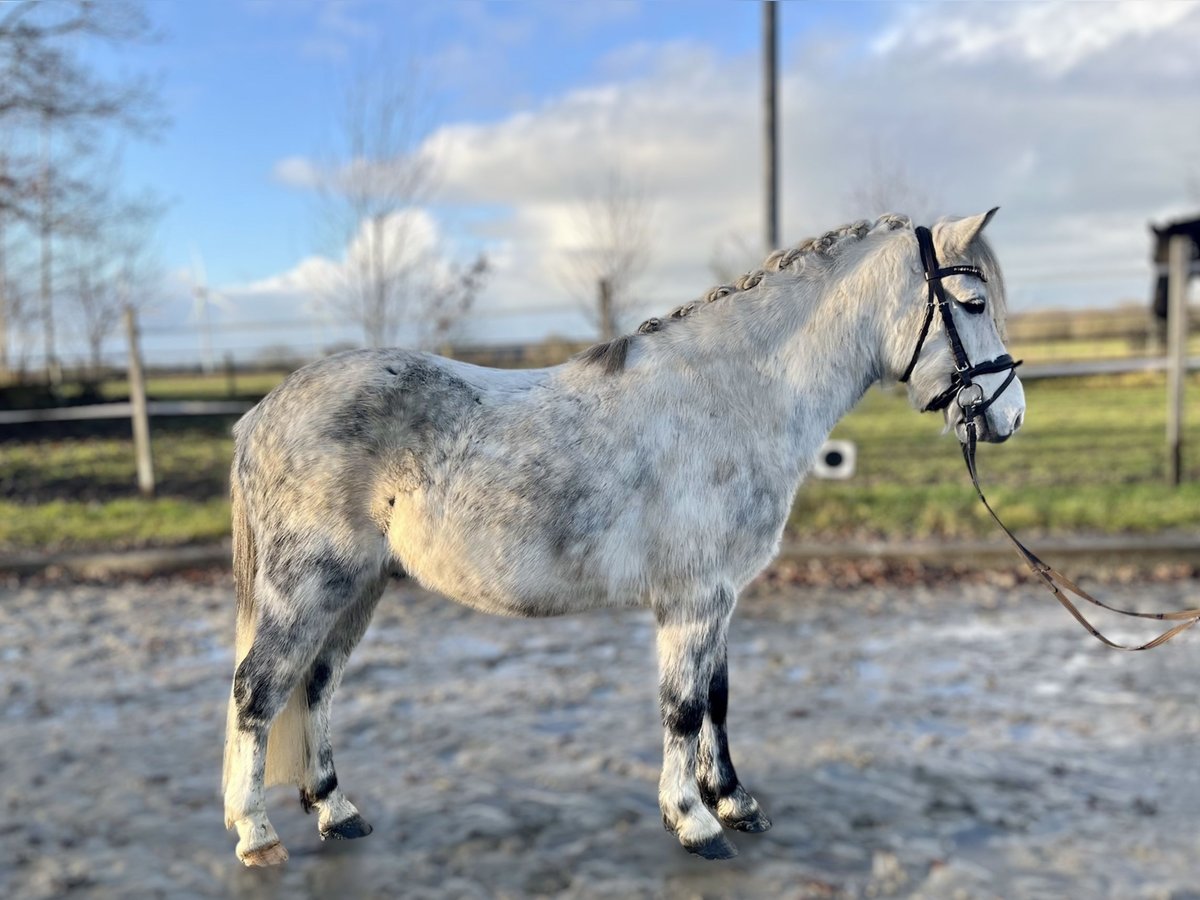 Other Breeds Mix Gelding 8 years 13 hh Gray-Dapple in Wacken