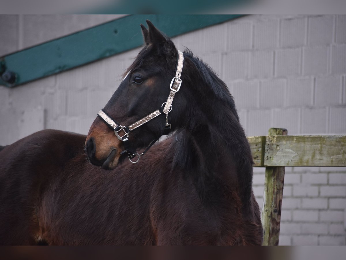 Other Breeds Gelding 8 years 15,2 hh Bay-Dark in Achtmaal