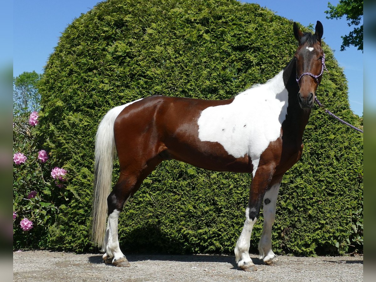 Other Breeds Gelding 8 years 15,2 hh Pinto in Lathen