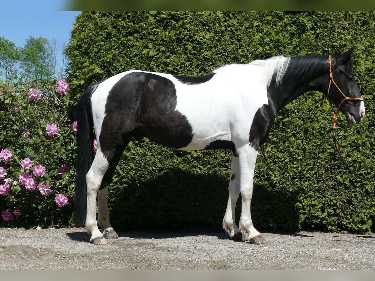 Other Breeds Gelding 8 years 15,2 hh Pinto in Lathen
