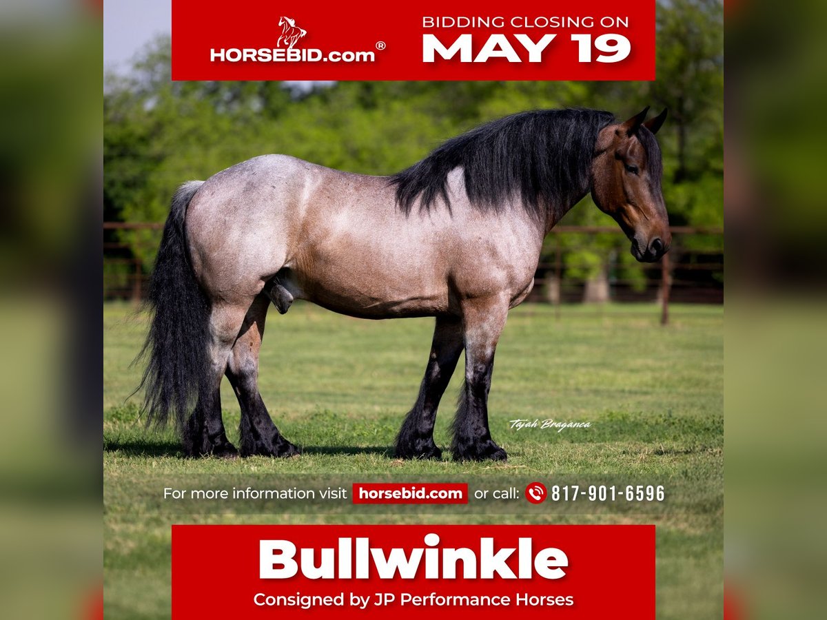 Other Breeds Gelding 8 years 16 hh Roan-Bay in Weatherford, TX