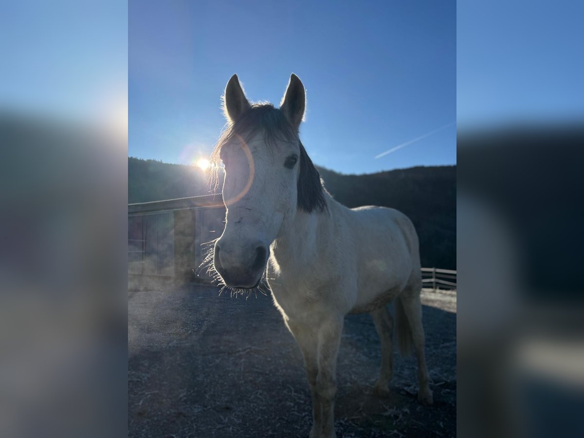 Other Breeds Mix Gelding 9 years 13,3 hh Gray in Steyr
