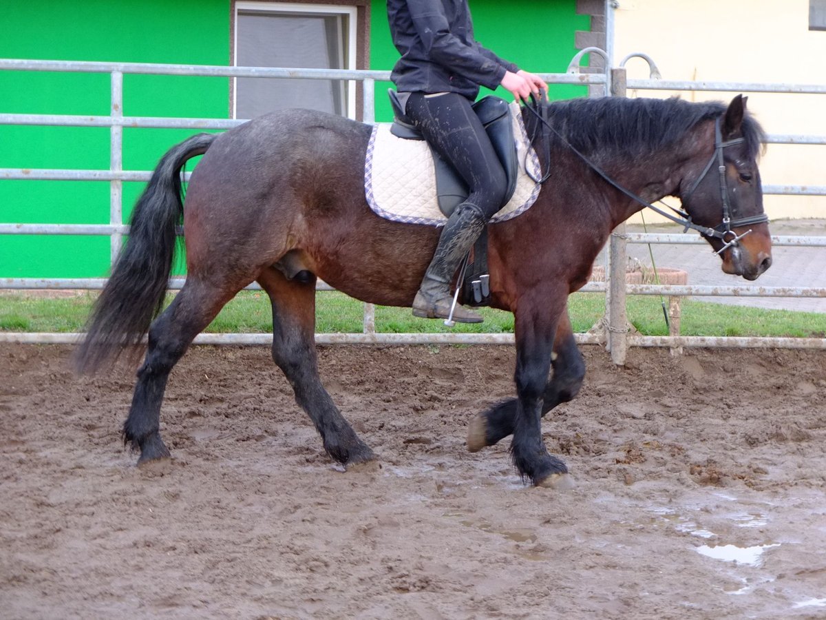 Other Breeds Mix Gelding 9 years 14,2 hh Brown Falb mold in Ellersleben