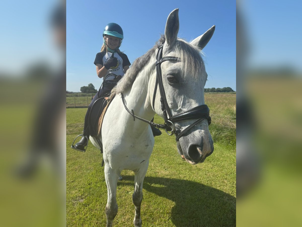 Other Breeds Gelding 9 years 14,2 hh Grey in Poppenb&#xFC;ll