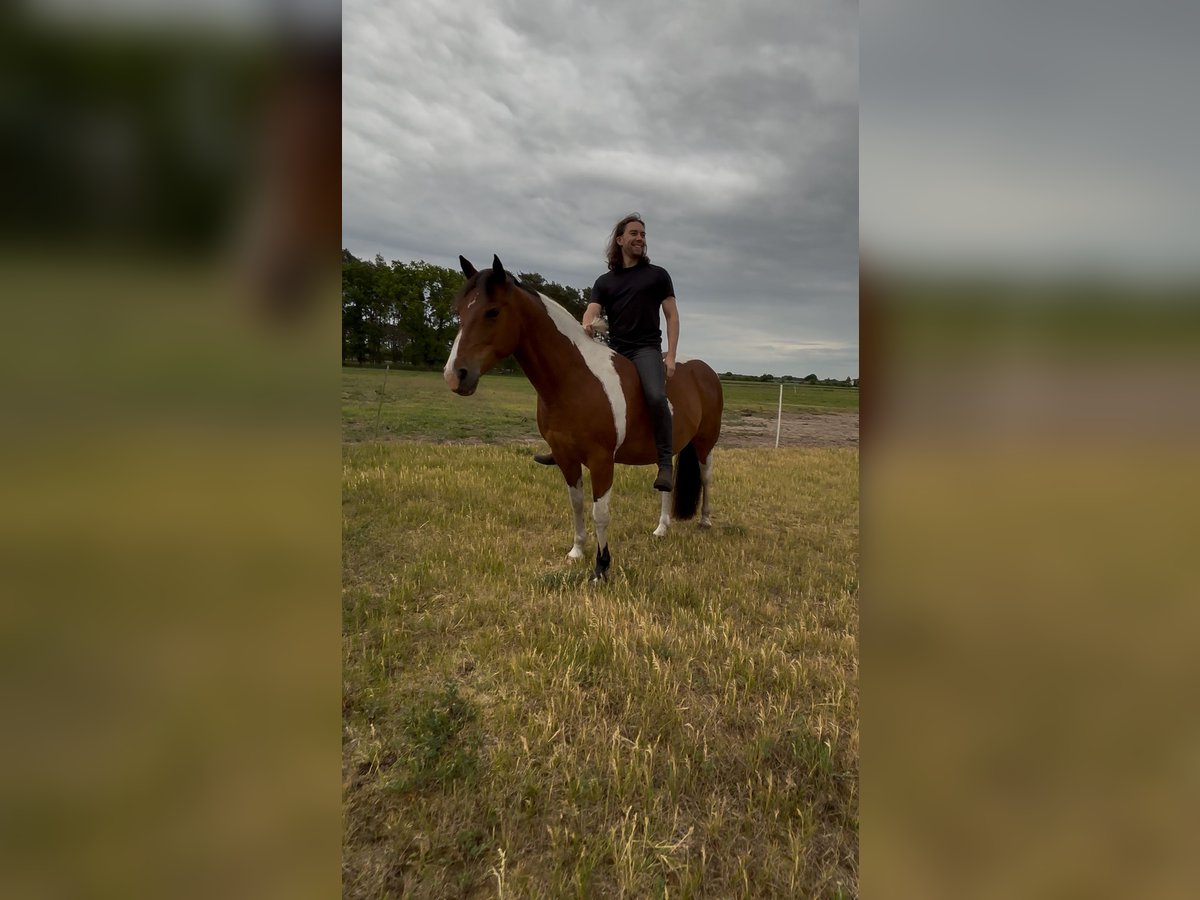 Other Breeds Gelding 9 years 14,3 hh Pinto in Ribbesb&#xFC;ttel