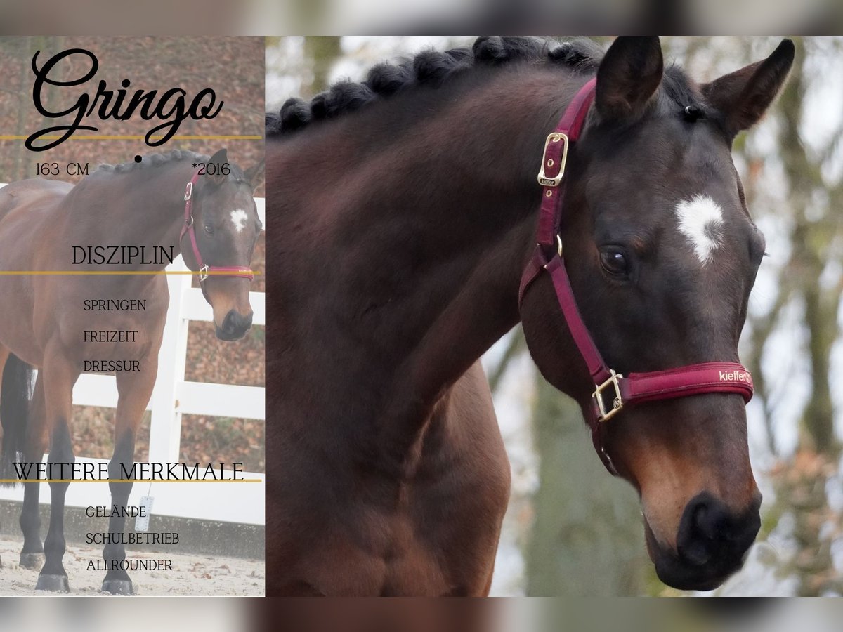 Other Breeds Gelding 9 years 15,3 hh Brown in Nettersheim