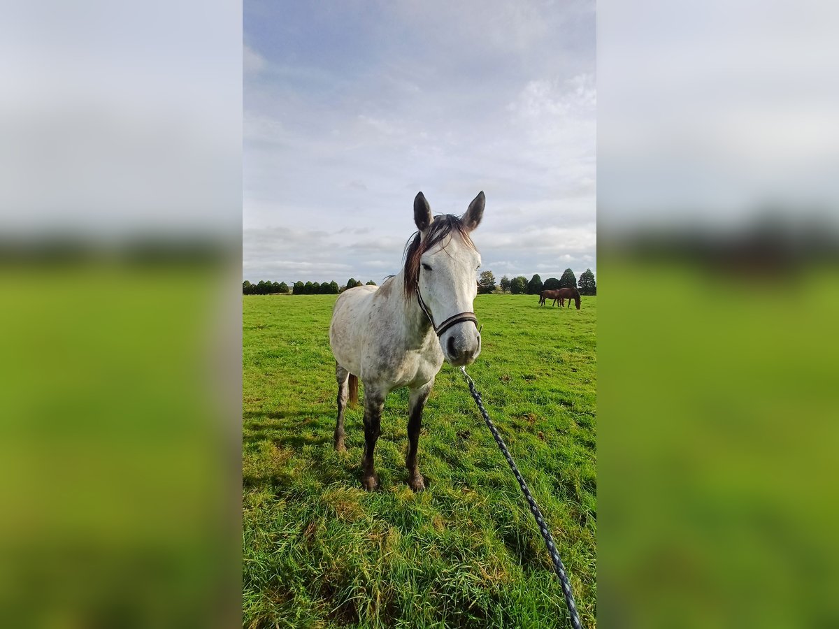 Other Breeds Gelding 9 years Gray-Dapple in Kleve