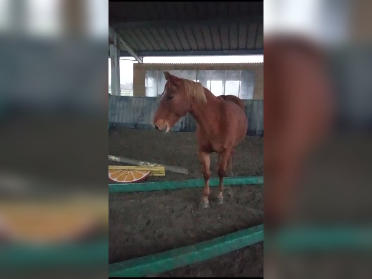 Other Breeds Mare 10 years 13,1 hh Chestnut-Red in La croixille