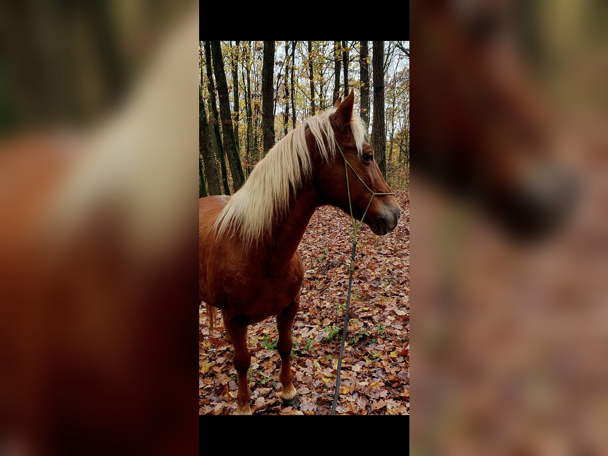 Other Breeds Mare 10 years 13,3 hh Chestnut-Red in Röckingen