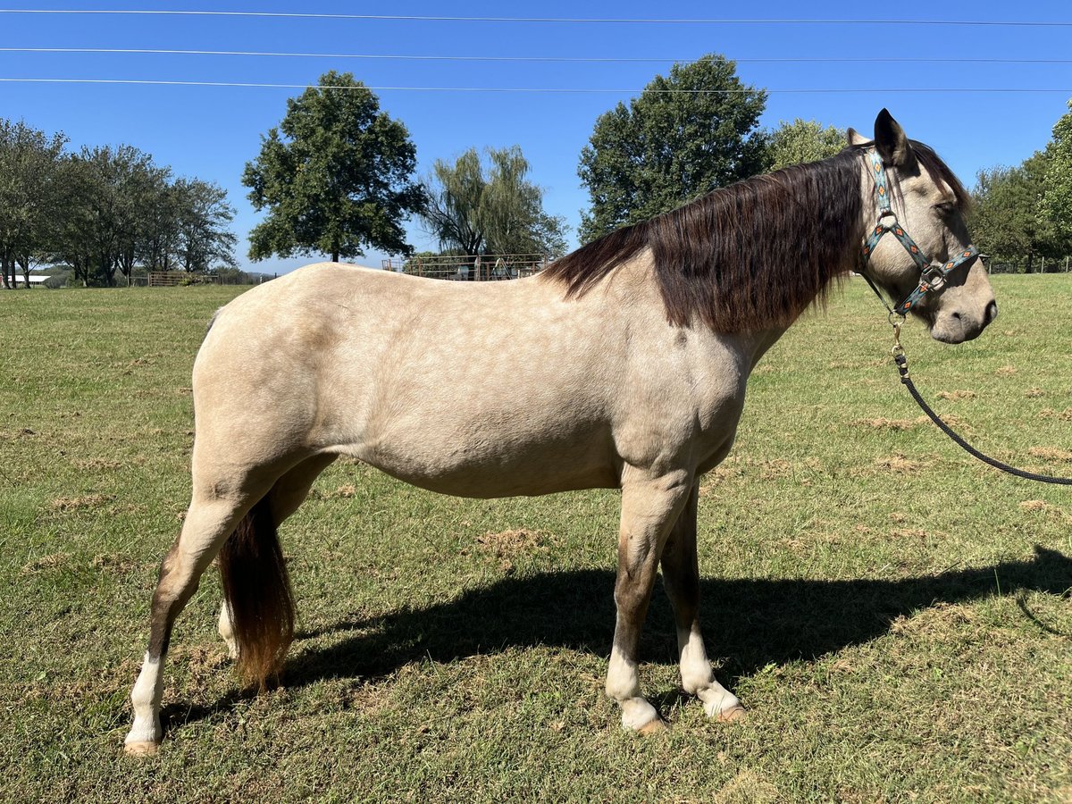 Other Breeds Mare 10 years 14,1 hh Buckskin in Springdale