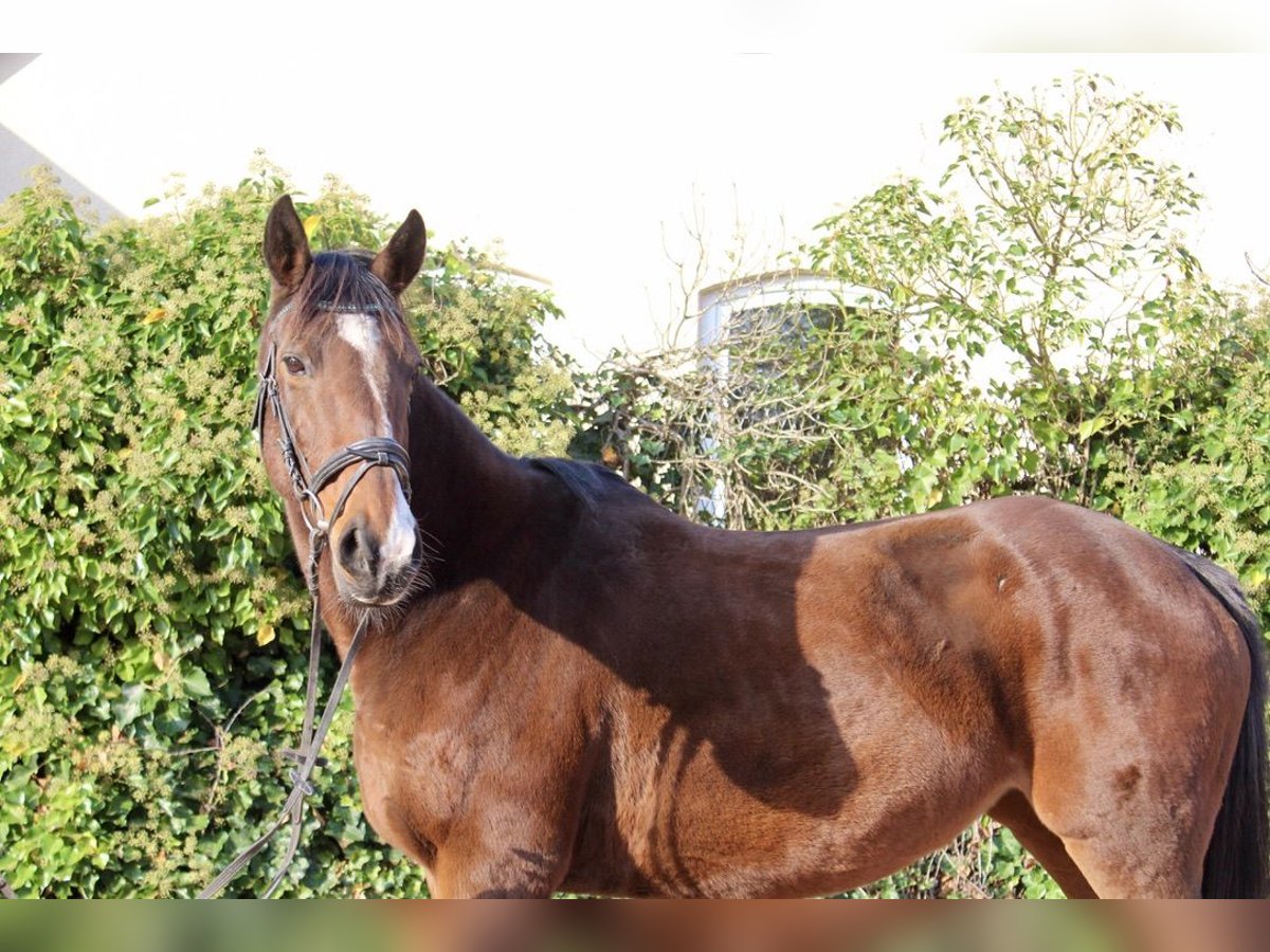 Other Breeds Mare 10 years 15,1 hh Brown in Sonnefeld